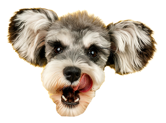 Pet & Animal Stickers example